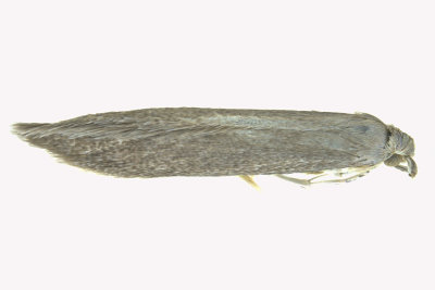 1378 - Coleophora glaucicolella m19 