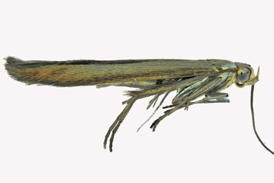 1388 - Large Clover Casebearer Moth - Coleophora trifolii m19 