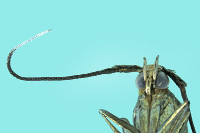 1388 - Large Clover Casebearer Moth - Coleophora trifolii m19 