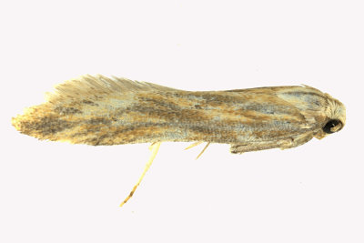 1685 - Burdock Seedhead Moth - Metzneria lappella m19 