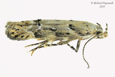 1826 - Coleotechnites piceaella - Orange Spruce Needleminer Moth m19 