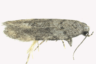1874.97 - Unidentified Pseudotelphusa Moths - Pseudotelphusa sp m19 