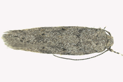 1874.97 - Unidentified Pseudotelphusa Moths - Pseudotelphusa sp m19