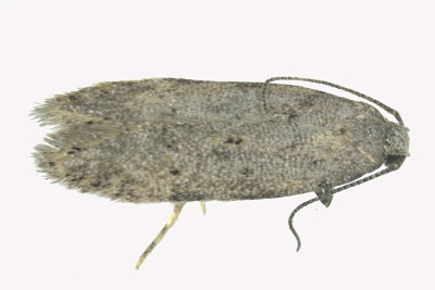 1874.97 - Unidentified Pseudotelphusa Moths m19 