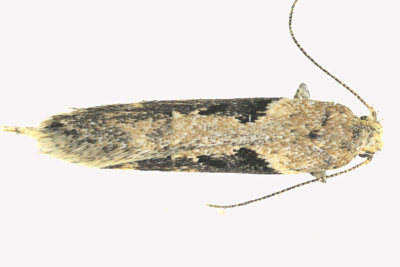 2093 - Black-smudged Chionodes Moth - Chionodes mediofuscella m19 