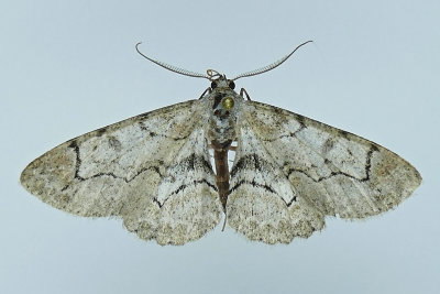 6588 - Bent-line Gray Moth - Iridopsis larvaria m19 