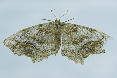 6656 - Pine Measuringworm Moth - Hypagyrtis piniata m19 