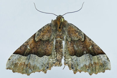 6755 - Morrisons Pero Moth - Pero morrisonaria m19 