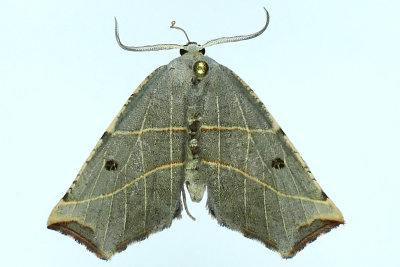 6819 - Pale Metanema Moth - Metanema inatomaria m19 