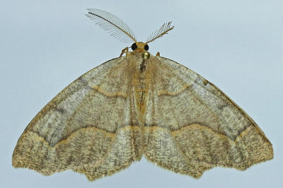 6888 - Hemlock Looper Moth - Lambdina fiscellaria m19 