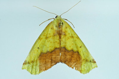 6912 - Sicya macularia  Sharp-lined Yellow Moth m19 
