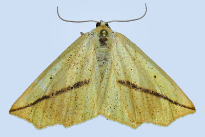 6963 - Yellow Slant-line Moth - Tetracis crocallata m19 
