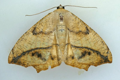 6982 - Large Maple Spanworm - Prochoerodes lineola m19 