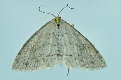 7139 - Sweetfern Geometer - Cyclophora pendulinaria m19 