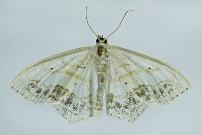 7159 - Large Lace-border Moth - Scopola limboundata m19