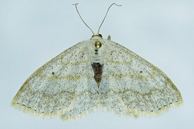 7169 - Soft-lined Wave - Scopula inductata m19 