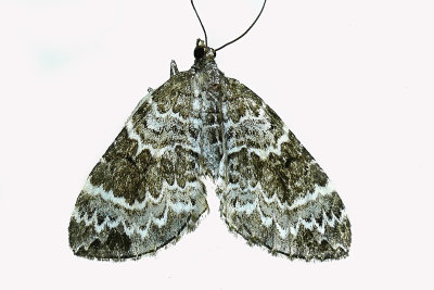 7206 - White Eulithis Moth - Eulithis explanata m19