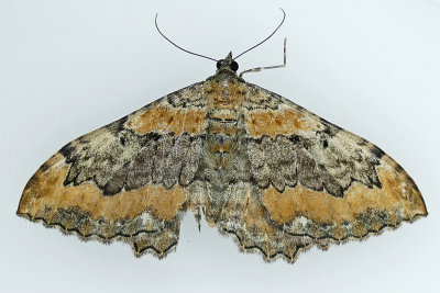 7290 - Barberry Geometer Moth - Coryphista meadii m19 