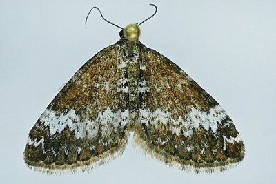 7320 - Small Rivulet Moth - Perizoma alchemillata m19 
