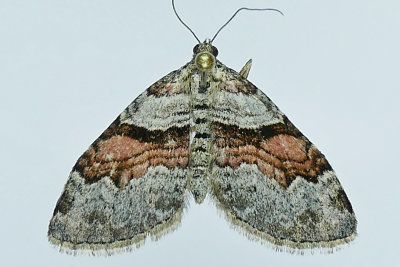 7368 - Labrador Carpet Moth - Xanthorhoe labradorensis m19
