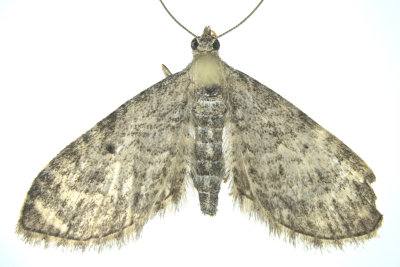 7487 - Grey Pug Moth - Eupithecia subfuscata m19 