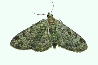 7625 - Green Pug Moth - Pasiphila rectangulata m19 