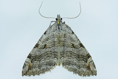 7627 - Treble-bar Moth - Aplocera plagiata m19 