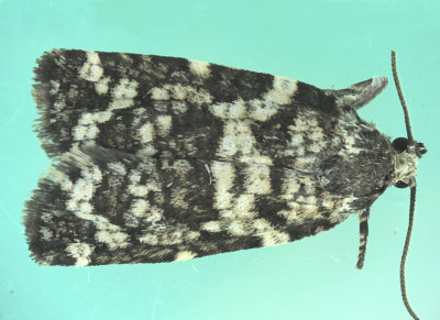 2745 - Spruce Needleminer Moth - Taniva albolineana m19 