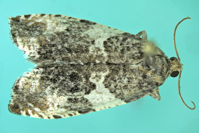 2769 - Poplar Leafroller Moth - Pseudosciaphila duplex m19 