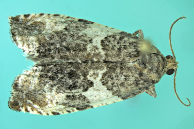 2769 - Poplar Leafroller Moth - Pseudosciaphila duplex m19
