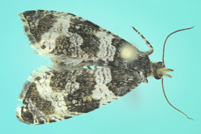 2770 - Dusky Leafroller Moth - Orthotaenia undulana m19 