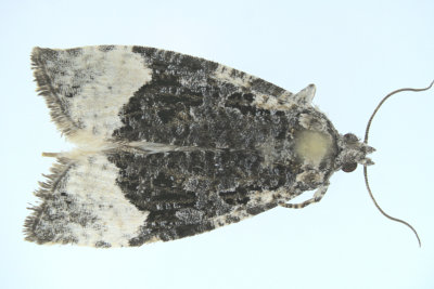 2755 - Funereal Apotomis Moth - Apotomis funerea m19 