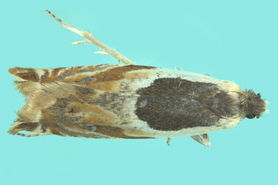 3367 - Oak Leaffolder Moth - Ancylis burgessiana m19 