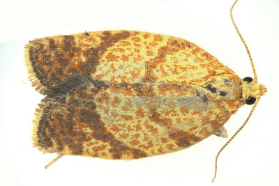 3621 - Four-lined Leafroller Moth - Argyrotaenia quadrifasciana m19 