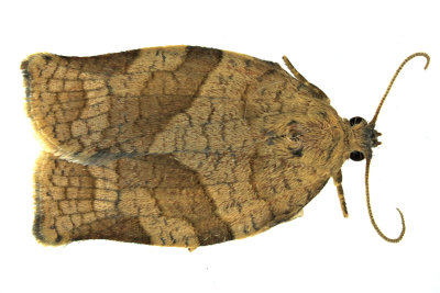 3635 - Oblique-banded Leafroller Moth - Choristoneura rosaceana m19 