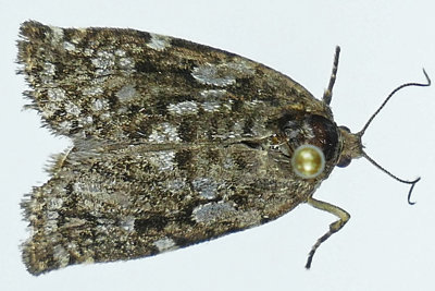3638 - Spruce Budworm Moth - Choristoneura fumiferana m19 