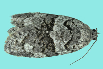 3672 - Gray Leafroller Moth - Syndemis afflictana m19
