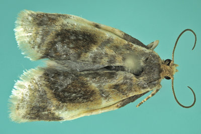 3686 - Black-patched Clepsis Moth - Clepsis melaleucana m19 