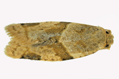 3688 - Garden Tortrix Moth - Clepsis peritana m19