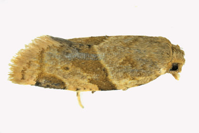 3688 - Garden Tortrix Moth - Clepsis peritana m19 