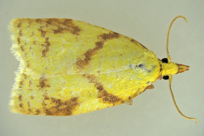 3695 - Sparganothis Fruitworm Moth - Sparganothis sulfureana m19 