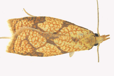 3720 - Reticulated Fruitworm Moth - Sparganothis reticulatana m19