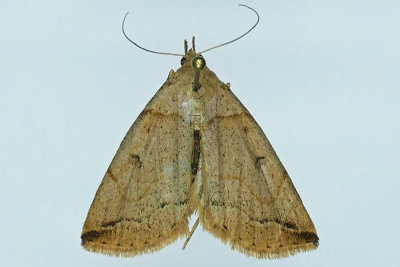 8345 - Variable Zanclognatha Moth - Zanclognatha laevigata m19