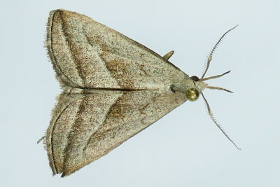 8357 - Slant-lined Owlet Moth - Macrochilo absorptalis m19 