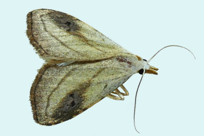 8404 - Spotted Grass Moth - Rivula propinqualis m19 