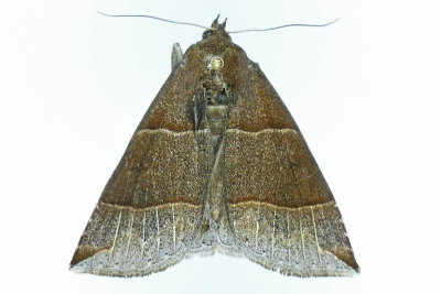 8727 - Maple Looper Moth - Parallelia bistriaris m19 