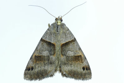 8739 - Forage Looper Moth - Caenurgina erechtea m19 