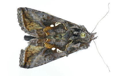 8908 - Common Looper Moth - Autographa precationis m19 