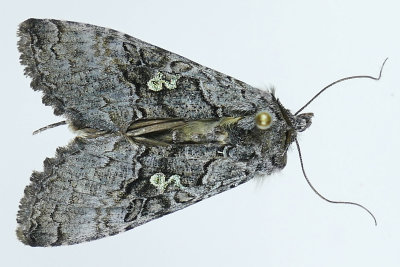 8929 - Spruce False Looper Moth - Syngrapha viridisigma m19 