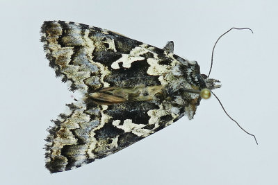 8942 - Salt-and-pepper Looper Moth - Syngrapha rectangula m19 